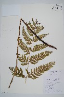 落鱗鱗毛蕨藏品圖，第3張