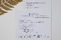 落鱗鱗毛蕨藏品圖，第4張
