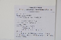 南海鱗毛蕨藏品圖，第2張