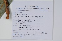 崖薑蕨藏品圖，第2張