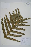 崖薑蕨藏品圖，第3張