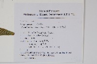 崖薑蕨藏品圖，第4張