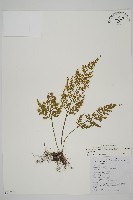 骨碎補鐵角蕨藏品圖，第1張