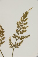 骨碎補鐵角蕨藏品圖，第3張