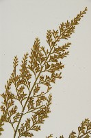 骨碎補鐵角蕨藏品圖，第4張