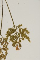 骨碎補鐵角蕨藏品圖，第5張