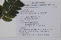 毛果鱗蓋蕨藏品圖，第2張