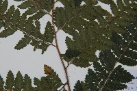 毛果鱗蓋蕨藏品圖，第3張