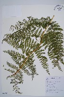 粗柄毛冷蕨藏品圖，第1張