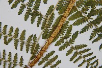 粗柄毛冷蕨藏品圖，第3張