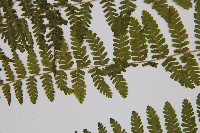 粗柄毛冷蕨藏品圖，第4張