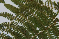 粗柄毛冷蕨藏品圖，第5張