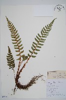 鞭葉耳蕨藏品圖，第1張