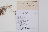 鞭葉耳蕨藏品圖，第2張