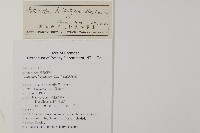 長尾鐵線蕨藏品圖，第2張