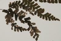 長尾鐵線蕨藏品圖，第3張