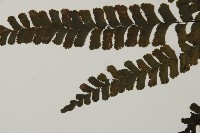 長尾鐵線蕨藏品圖，第4張