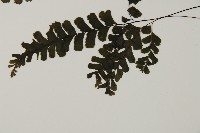 長尾鐵線蕨藏品圖，第5張