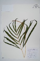 長葉鳳尾蕨藏品圖，第1張