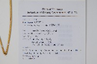 長葉鳳尾蕨藏品圖，第2張