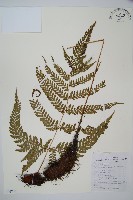 臺灣鱗毛蕨藏品圖，第1張