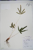 城戶氏鳳尾蕨藏品圖，第1張