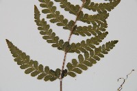 團羽鱗蓋蕨藏品圖，第4張