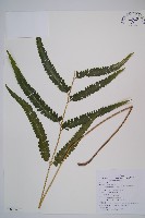 邊緣鱗蓋蕨藏品圖，第1張