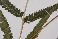 邊緣鱗蓋蕨藏品圖，第3張