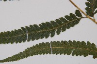 邊緣鱗蓋蕨藏品圖，第4張