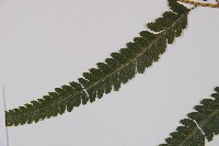 邊緣鱗蓋蕨藏品圖，第5張