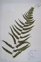 邊緣鱗蓋蕨藏品圖，第6張