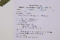 邊緣鱗蓋蕨藏品圖，第7張