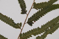 邊緣鱗蓋蕨藏品圖，第8張