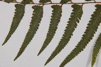 邊緣鱗蓋蕨藏品圖，第9張