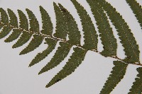 邊緣鱗蓋蕨藏品圖，第10張