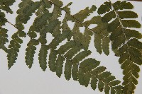 團羽鱗蓋蕨藏品圖，第3張