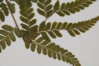 團羽鱗蓋蕨藏品圖，第4張