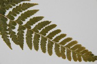 團羽鱗蓋蕨藏品圖，第5張