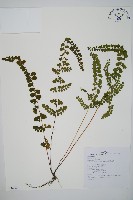 圓葉陵齒蕨藏品圖，第1張