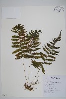 小梯葉副金星蕨藏品圖，第1張