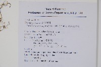 小梯葉副金星蕨藏品圖，第2張