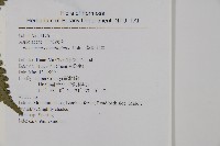 黃腺羽蕨藏品圖，第5張