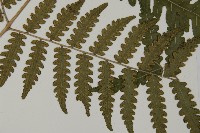 黃腺羽蕨藏品圖，第6張