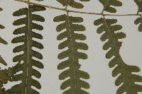 黃腺羽蕨藏品圖，第7張