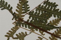 黃腺羽蕨藏品圖，第13張