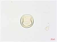 黃腺羽蕨藏品圖，第4張