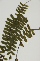 生芽鐵角蕨藏品圖，第3張