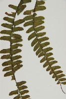 生芽鐵角蕨藏品圖，第4張