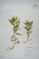 全緣卷柏藏品圖，第1張